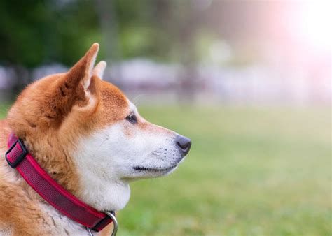 Shiba Inu Training Guide: How to Discipline Correctly (Updated 2021)