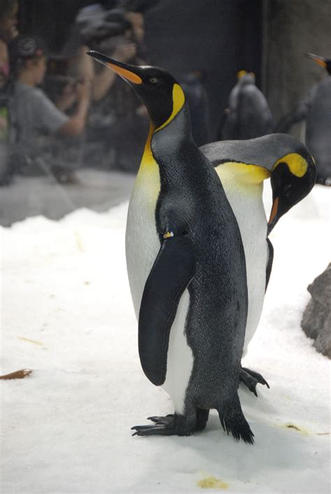 Sea World (Australia) - Penguin Encounter