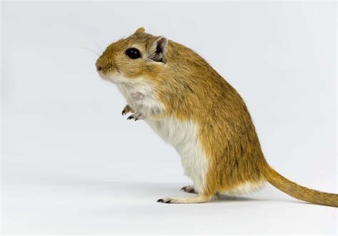 Why Do Gerbils Eat Their Babies? – thepetsavvy.com