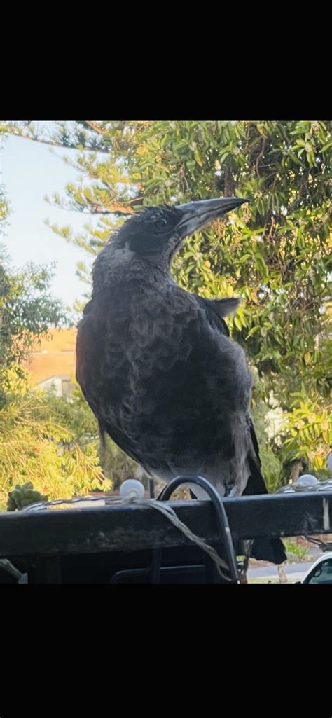 Baby Magpie 🥰 : r/perth