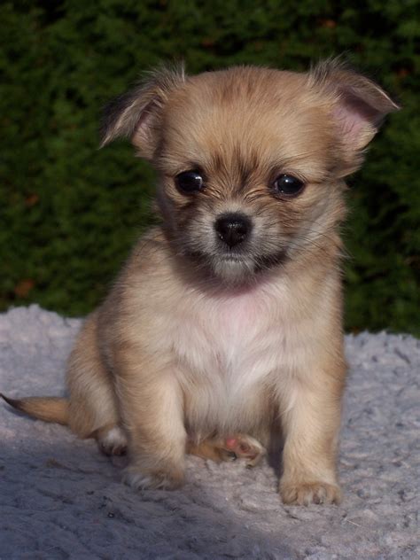 Free Images : white, puppy, cute, young, pets, dogs, animals, vertebrate, chihuahua, papillon ...