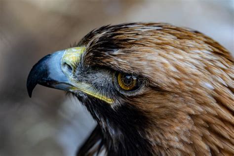 Golden eagle close up stock photo. Image of black, juvenile - 118504282