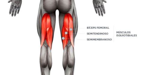 Los 5 Mejores Ejercicios para Fortalecer el Bíceps Femoral