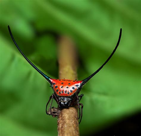 Unique Facts And Information: Spider With Long-horned - orb weaver spider