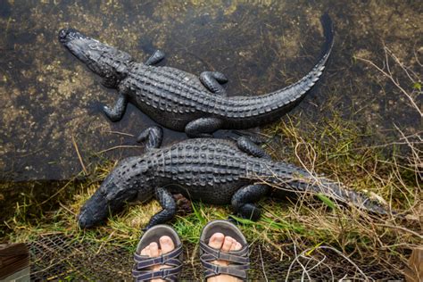 All About the American Alligator in the Everglades - Captain Mitch's * Everglades Airboat rides