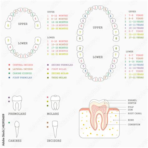 human tooth anatomy chart, diagram teeth illustration Stock Vector ...