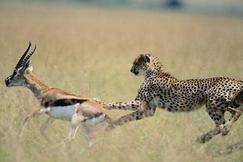 Cheetah Chasing Thomson's Gazelle Photographic Print by Paul Souders ...