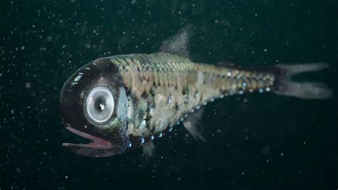 LanternFish Deep Sea Creature Monster Under The Water Alien Looking # ...