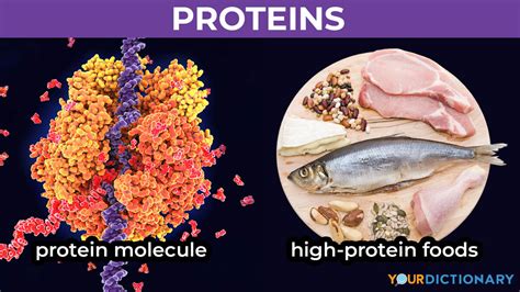 Examples Of Proteins In Foods