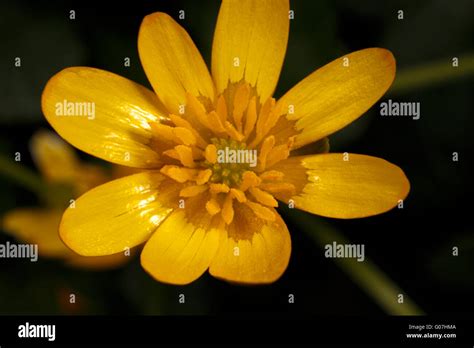 Actinomorphic flower hi-res stock photography and images - Alamy