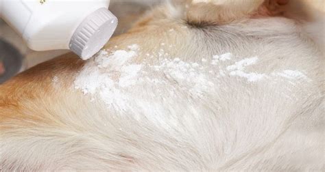 Best Flea Powders | powders to get rid of fleas on carpets and pets