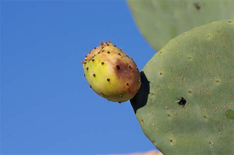 Prickly Pear Fruit Plant - Free photo on Pixabay - Pixabay