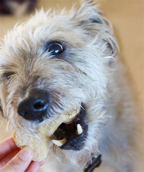 Honey Dog Treats, Homemade Dog Treat Recipe