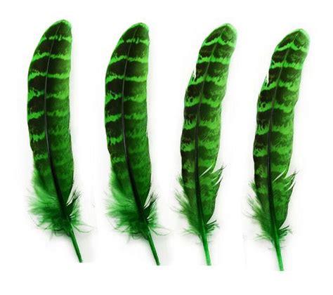 Female Green Ringneck Pheasant Feathers | Feather Planet