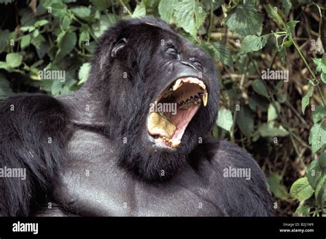 zoology / animals, mammal / mammalian, Hominidae, Mountain Gorilla ...