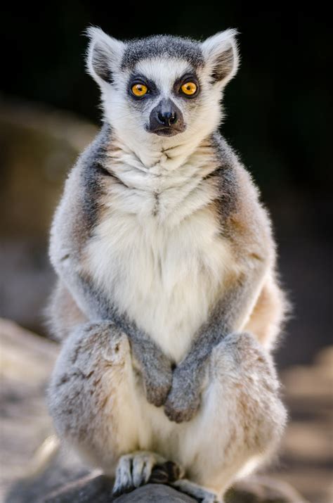 How to Help – Lemur Conservation Network