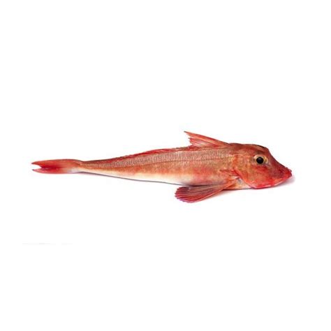 Red Gurnard Supplier from China - Ocean Treasure - Seafood Experts