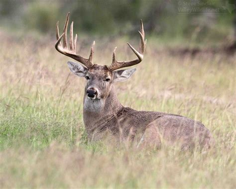 ValleyWildlife.Net | 12-point buck