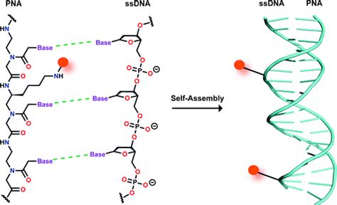 Peptide Nucleic Acids, न्यूक्लिक एसिड in Vatva, Ahmedabad , Bodal Chemicals Limited (Sulphur And ...