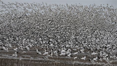 Spring bird migration at Montezuma Wetlands Complex