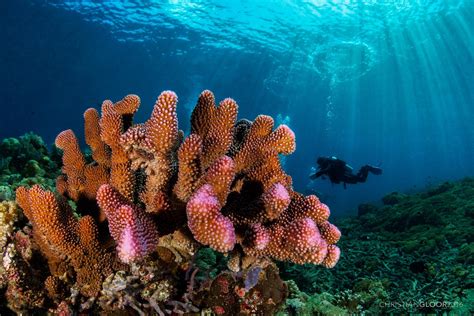 New Coral Reef Restoration Tech Aims to Reverse Climate Change Damage - WhoWhatWhy