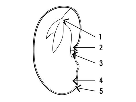 Seed Diagram Worksheet