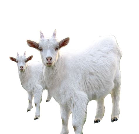 Goat Sheep Milk Livestock - White goat sheep png download - 2220*2143 - Free Transparent Goat ...