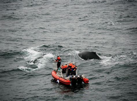 Gallery: Antarctic whale research mission returns - Australian Geographic