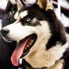 Everyone, this is Mission. Mission is the NIU Huskies mascot. Mission ...