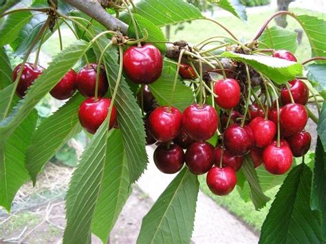 Bing Cherry Tree - Grow the worlds favorite sweet cherry, right at hom ...