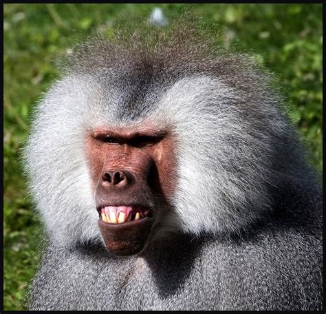 22 Funniest Monkey Face Pictures That Will Make You Laugh