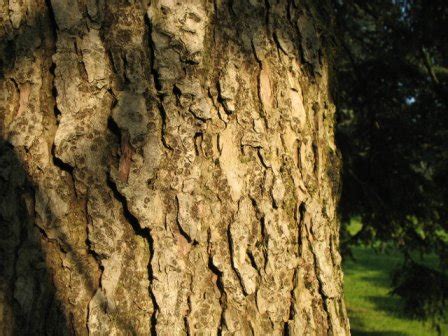 The World´s Tree Species: Western hemlock tree