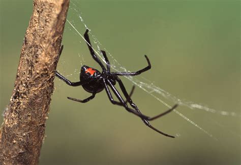 Hair-raising Facts About the Black Widow Spider