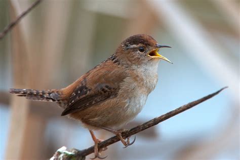 NW Bird Blog: Marsh Wren