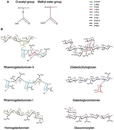 Polysaccharides: Structure and Solubility | IntechOpen