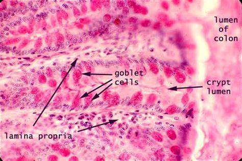 Histology at SIU