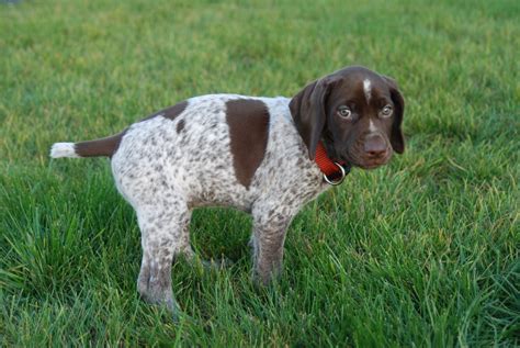 Adventures of a GSP Hunting Dog: Puppy Number Two!?!