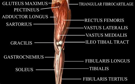 Knee Joint with Muscles - Medically Accurate 3d Model 3D model animated ...