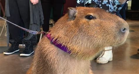 Pet therapy with a twist: Capybara, kinkajou and owls soothe stressed students | CBC News