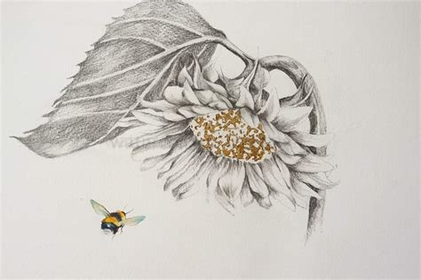 Sunflower Pencil Drawing