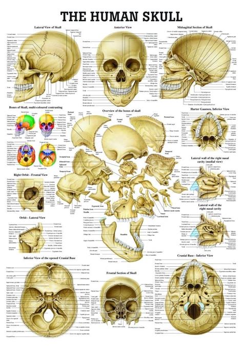 The Human Skull Laminated Anatomy Chart | Skull anatomy, Anatomy bones ...