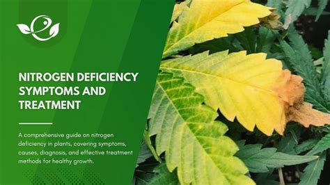 Nitrogen Deficiency Symptoms and Treatment