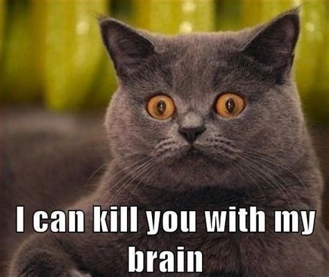 I can kill you (With images) | Cat quotes funny, Funny animal photos, Funny cat pictures