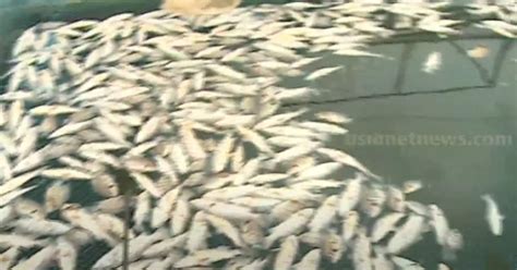 Mass fish kill in Kerala's Periyar river: Report reveals presence of ...