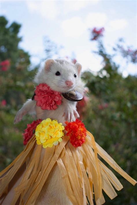 Best Ferret Halloween Costumes – The Modern Ferret