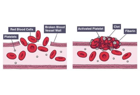 Thrombocytes Function