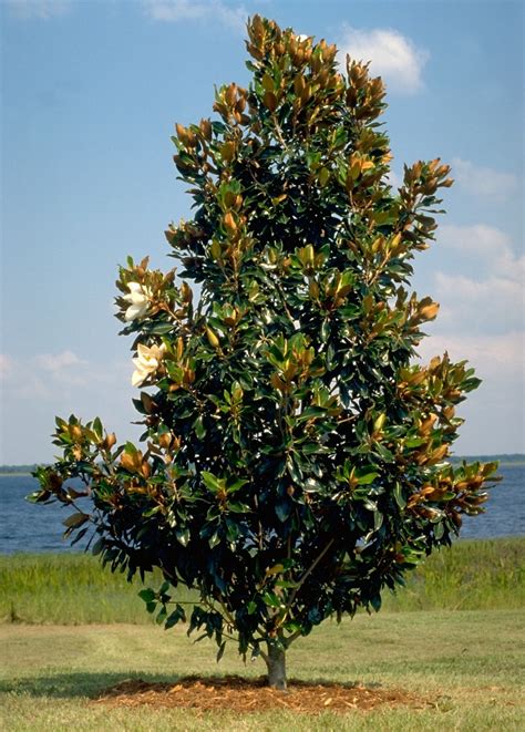 Magnolia Grandiflora Little Gem - Southern Magnolia Espalier #15 ...