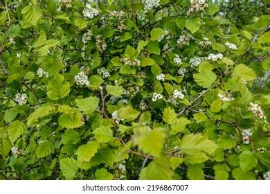 Crataegus Pinnatifida Ornamental Flowering Tree White Stock Photo ...