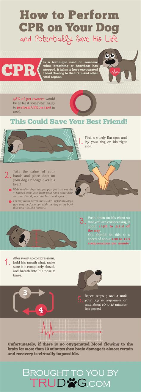 [INFOGRAPHIC] How to Perform CPR on Your Dog | TruDog® | Dog infographic, Pets, Dog care tips
