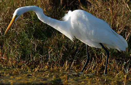 Ardeidae (Herons) - Save Our Waterways Now